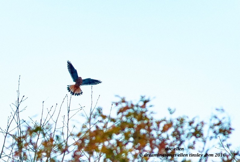 walk6170-11-25-16-08-20-10-jordan-abstract-kestrel