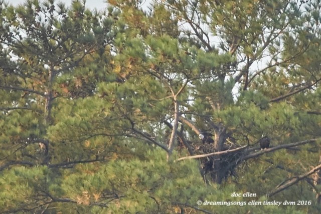 walk6370-11-26-16-08-52-46-ebenezer-hg