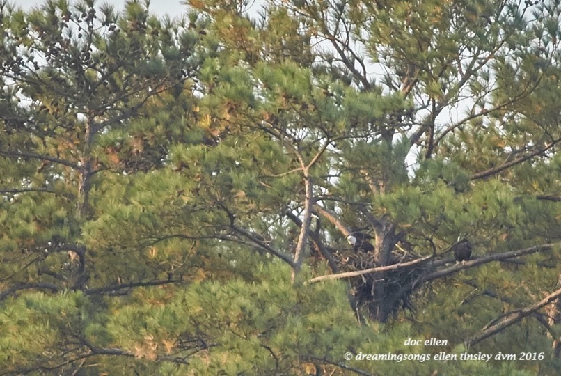 walk6370-11-26-16-08-52-46-ebenezer-hg