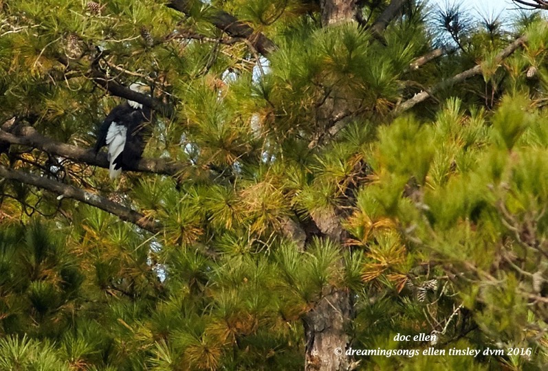 walk6449-11-26-16-10-18-46-new-hope-petruchio