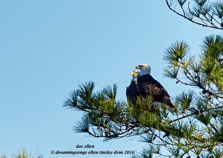 walk7142-12-01-16-11-12-05-ebenezer-new-bald-eagle-pair