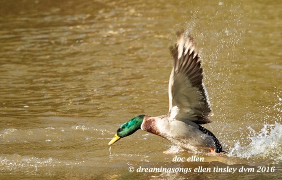 walk8055-12-03-16-12-06-17-duke-gardens-duke-waterfowl