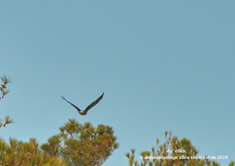 walk8291-12-07-16-09-16-20-new-hope-kate