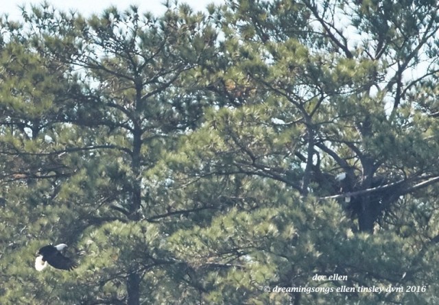 walk8478-12-07-16-12-33-21-ebenezer-godiva-and-hershey