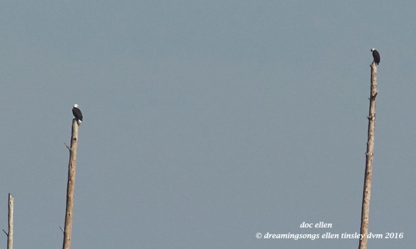 walk8736-12-11-16-10-56-49-new-hope-petruchio-and-kate