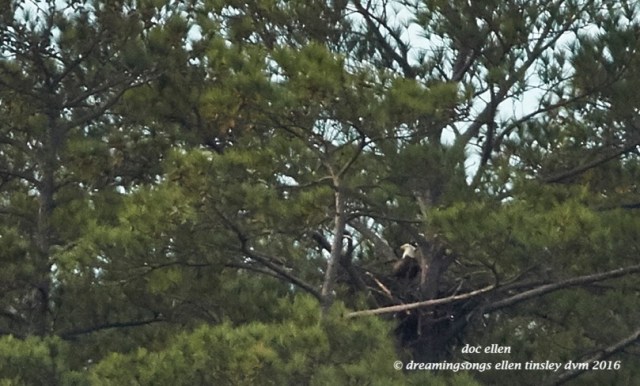 walk8838-12-14-16-10-09-19-new-hope-godiva