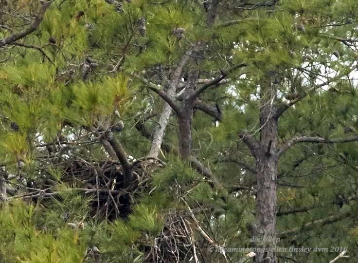 walk9716-12-26-16-10-26-45-new-hope-kate-brooding