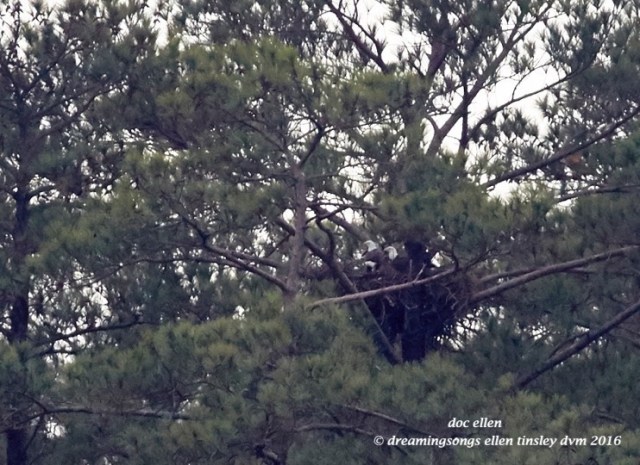 walk0411-01-04-17-10-00-47-ebenezer-hershey-and-godiva