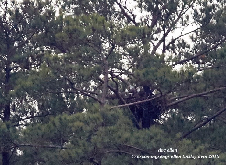 walk0411-01-04-17-10-00-47-ebenezer-hershey-and-godiva