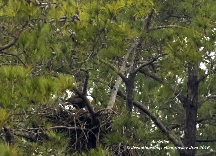 walk0519-01-04-17-10-35-42-new-hope-new-hope-parents