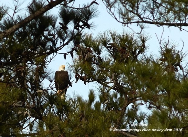 walk0646-01-04-17-11-24-35-new-hope-new-hope-parents