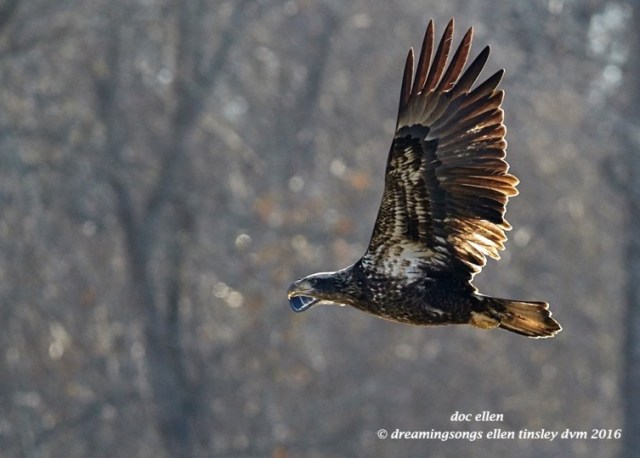 walk2175-01-13-17-11-19-12-jld-2-yo-blog