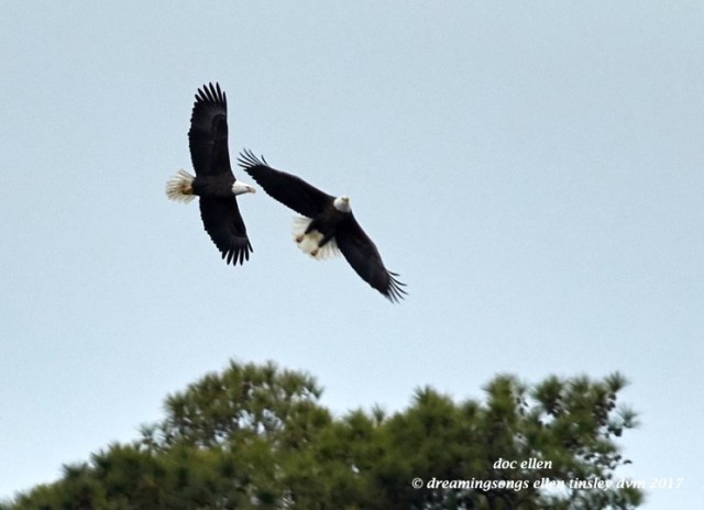 walk3191-01-16-17-10-06-41-ebenezer-godiva-intruder