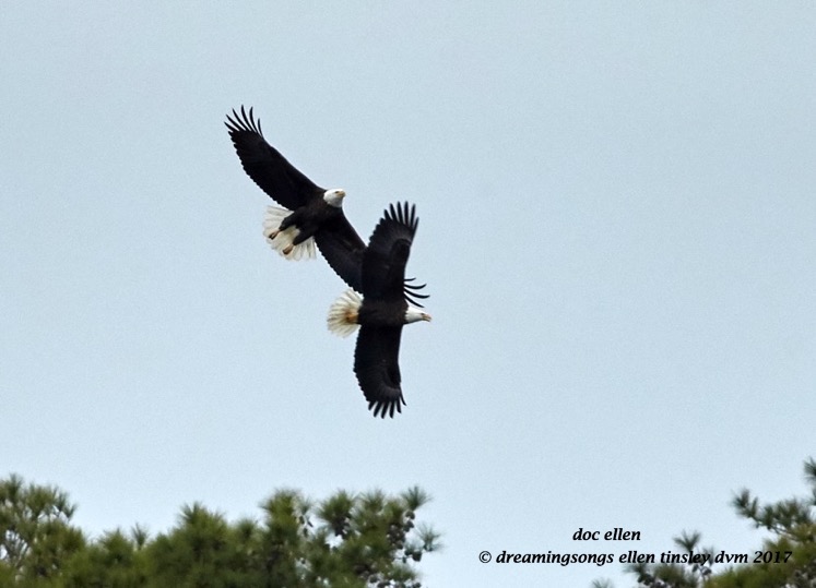 walk3194-01-16-17-10-06-41-ebenezer-godiva-intruder