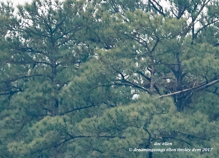 walk3599-01-20-17-13-50-01-ebenezer-hg-nest