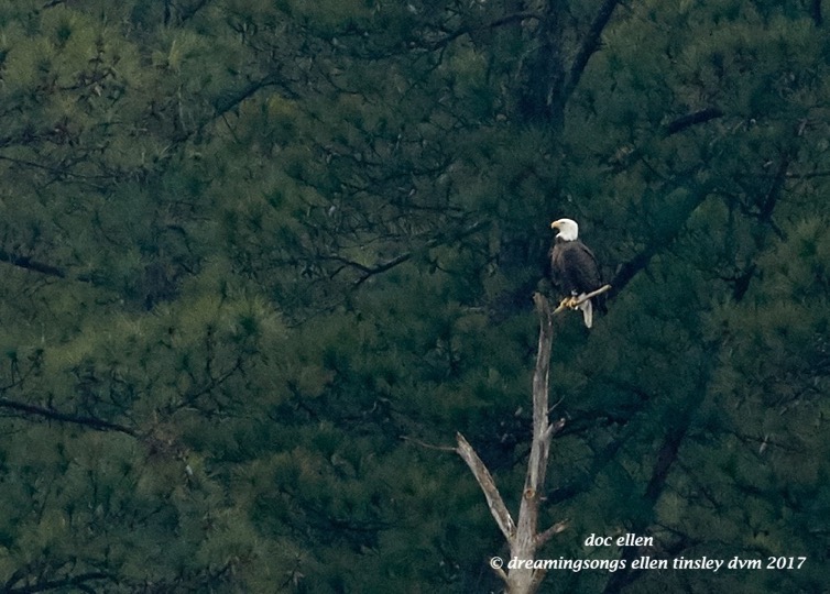 walk3612-01-20-17-13-54-21-ebenezer-hg-nest-1