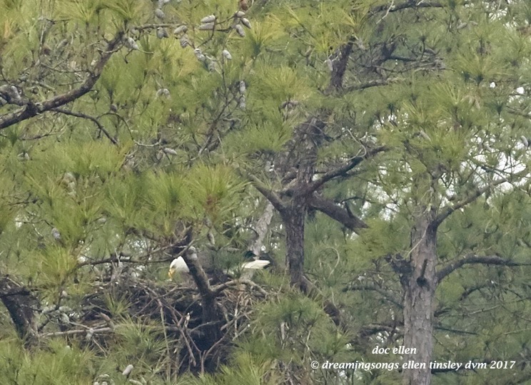walk3627-01-20-17-14-11-35-new-hope-first-nest