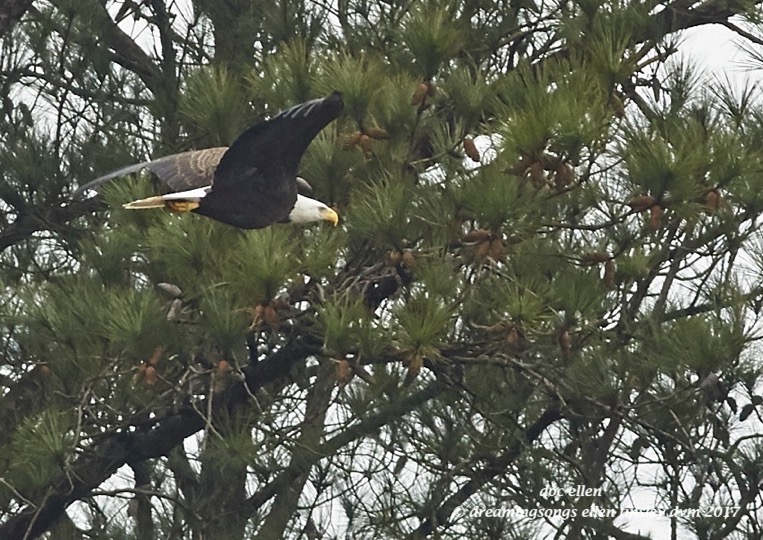 walk3649-01-20-17-14-15-27-new-hope-first-nest