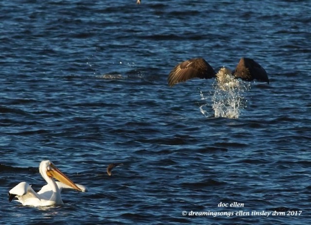 walk3925-01-23-17-09-15-54-ebenezer-3species