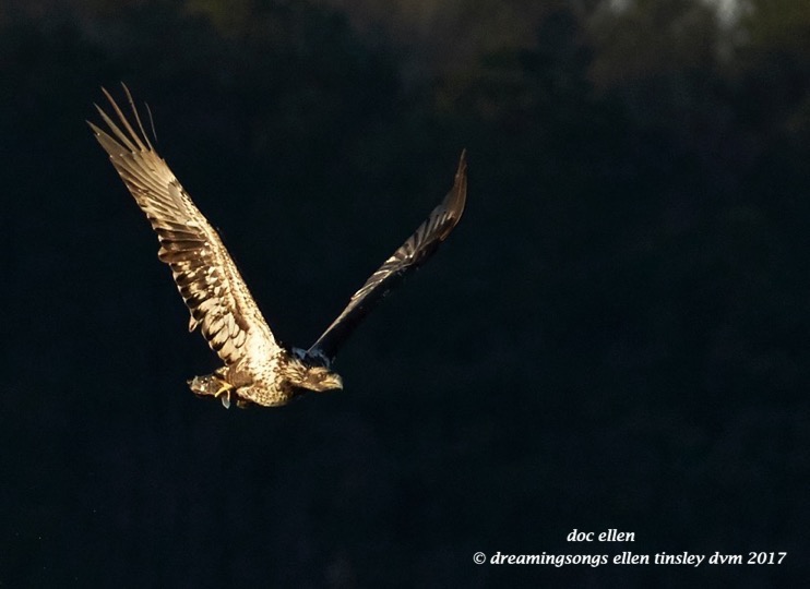 walk3939-01-23-17-09-16-11-ebenezer-feast-bald-eagles
