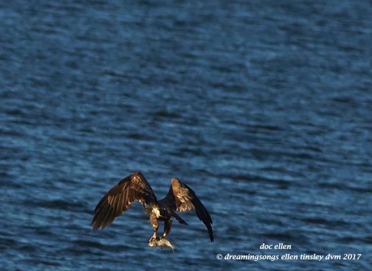 walk3976-01-23-17-09-16-25-ebenezer-feast-bald-eagles