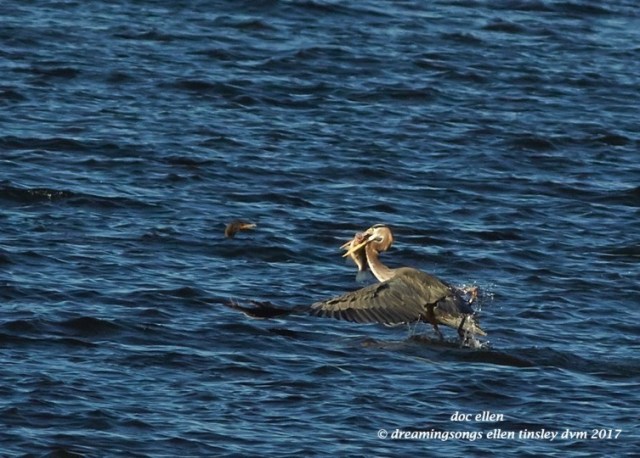 walk3988-01-23-17-09-16-39-ebenezer-feast-great-blue-heron