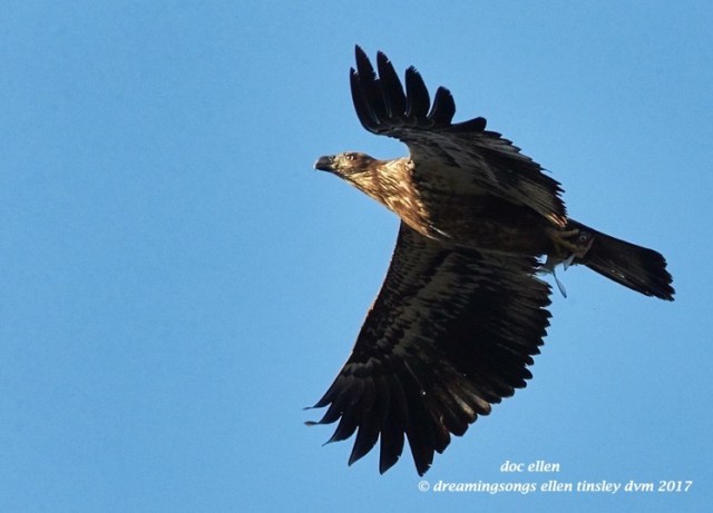 walk3999-01-23-17-09-16-51-ebenezer-feast-bald-eagles