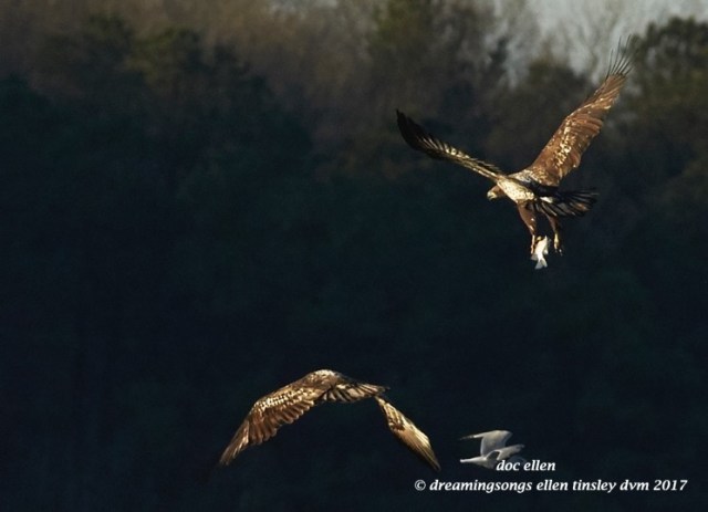 walk4040-01-23-17-09-17-04-ebenezer-feast-bald-eagles