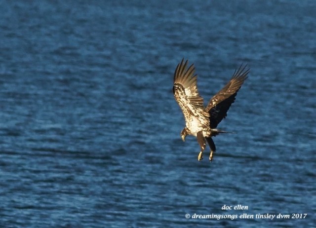 walk4076-01-23-17-09-18-05-ebenezer-feast-bald-eagles