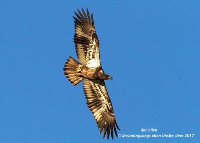 walk4106-01-23-17-09-19-43-ebenezer-feast-bald-eagles