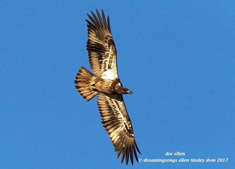 walk4106-01-23-17-09-19-43-ebenezer-feast-bald-eagles
