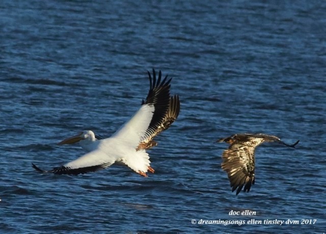 walk4250-01-23-17-09-26-30-ebenezer-feast-bald-eagles