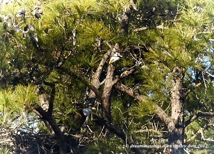 walk4877-01-25-17-10-45-20-new-hope-first-nest-hatch