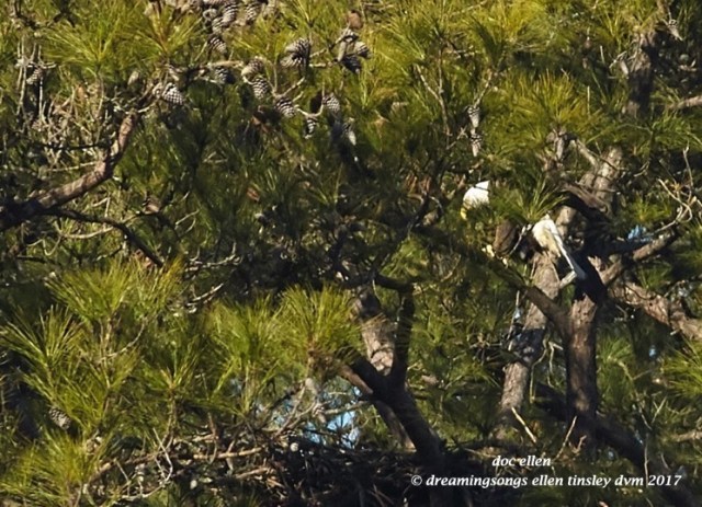 walk4908-01-25-17-10-46-00-new-hope-first-nest-hatch