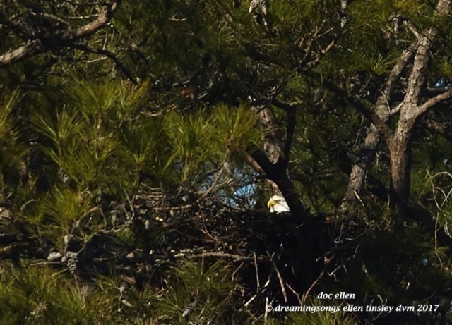 walk4950-01-25-17-11-13-29-new-hope-first-nest-hatch