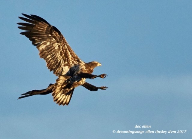 walk5186-01-26-17-17-52-50-jld-2-yo-sky-jinks