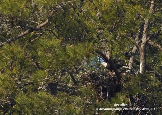 walk0010-02-20-17-11-16-30-new-hope-kate-and-chick