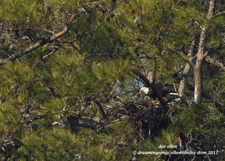 walk0010-02-20-17-11-16-30-new-hope-kate-and-chick
