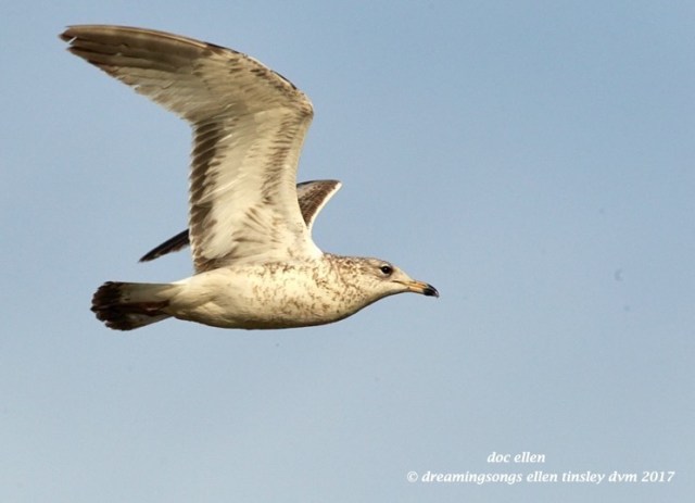 walk0106-02-21-17-09-22-06-jld-jln-herring-gull