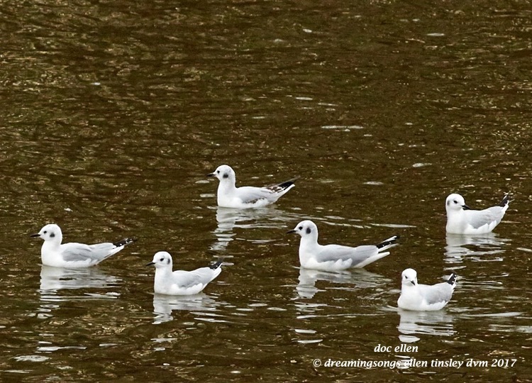 walk0163-02-21-17-10-08-12-jld-jln-bonaparte-gulls