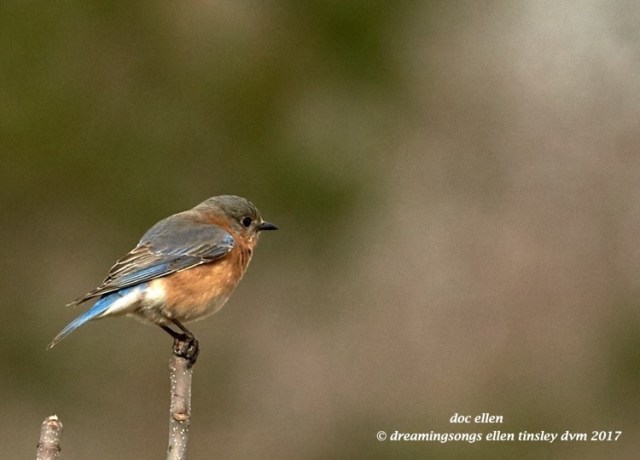 walk0180-02-21-17-10-38-51-jld-jln-bluebird