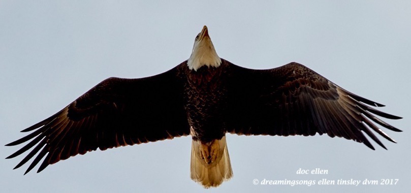 walk0243-02-21-17-11-55-50-jld-cover-eagle