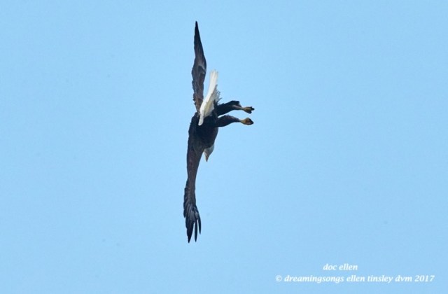 walk0474-02-25-17-09-36-09-ebenezer-godiva-fishing