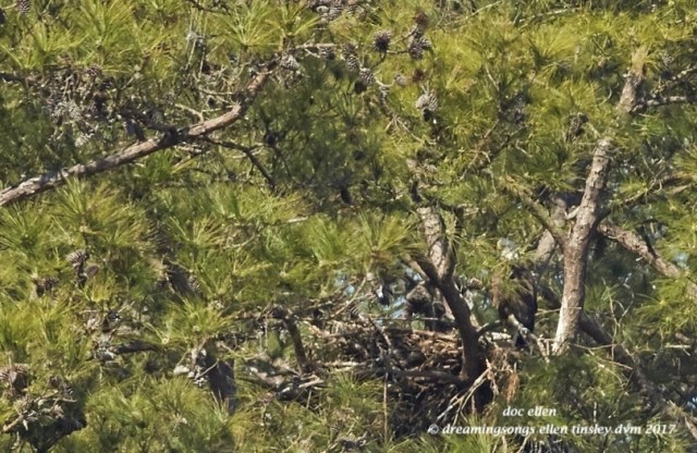 walk1133-02-27-17-11-10-52-new-hope-kate-and-chicks