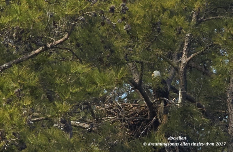 walk1189-02-27-17-11-55-18-new-hope-kate-and-chicks