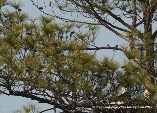 walk6450-02-01-17-15-48-06-jordan-llh-nest