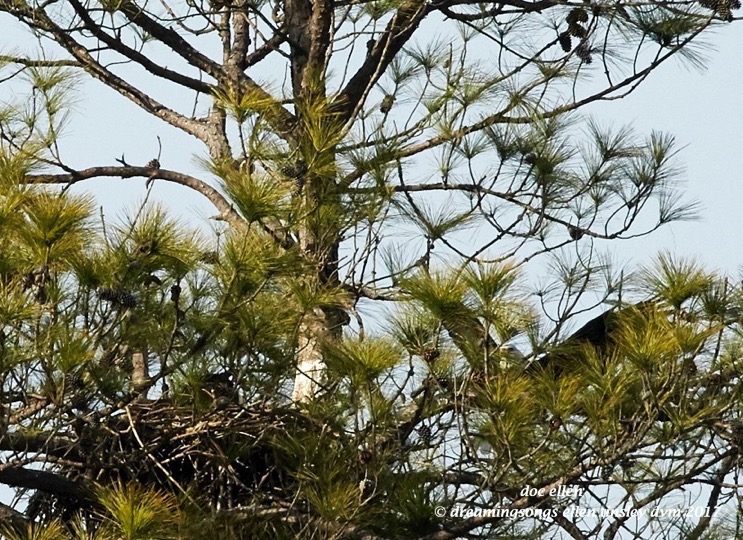 walk6460-02-01-17-15-49-30-jordan-llh-nest