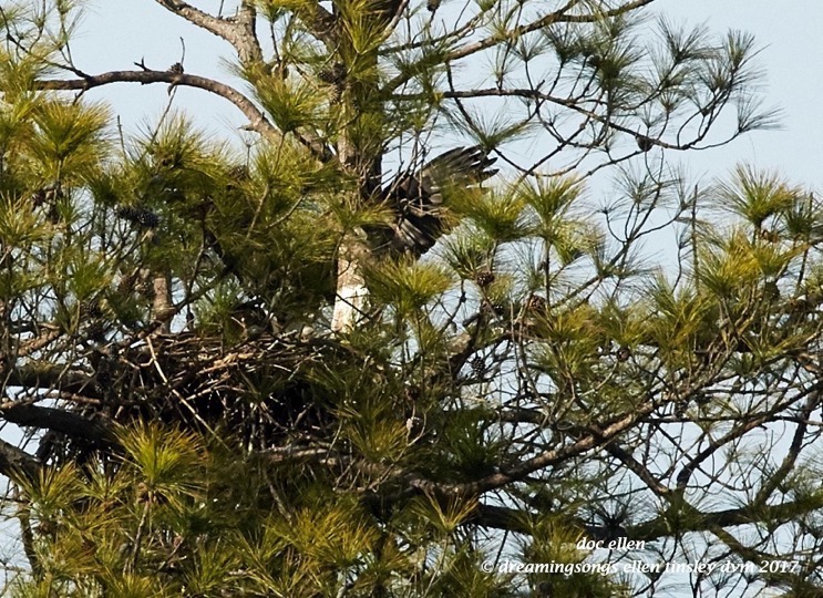 walk6469-02-01-17-15-49-31-jordan-llh-nest