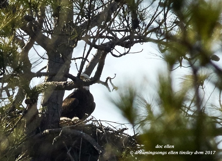 walk6524-02-01-17-15-58-36-jordan-llh-nest