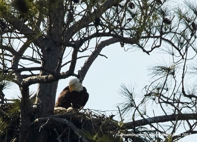 walk6547-02-01-17-15-59-15-jordan-llh-nest